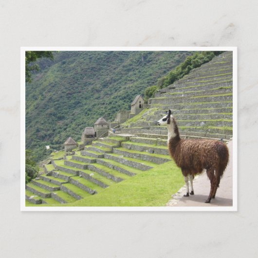 llama peru briefkaart (Voorkant)