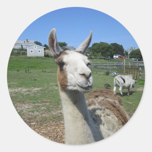 Llama Ronde Sticker (Voorkant)