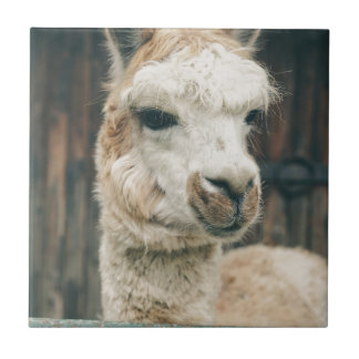 Llama Sluiten Tegeltje
