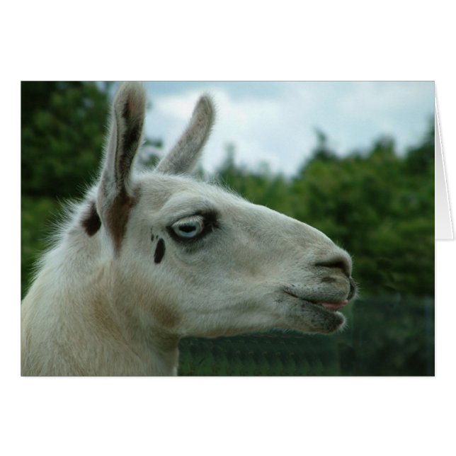 Llama Smiling (Voorkant Horizontaal)