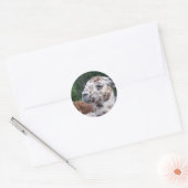 LLAMA STICKER (Envelop)