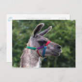 Llama Superiority Briefkaart (Voorkant / Achterkant)