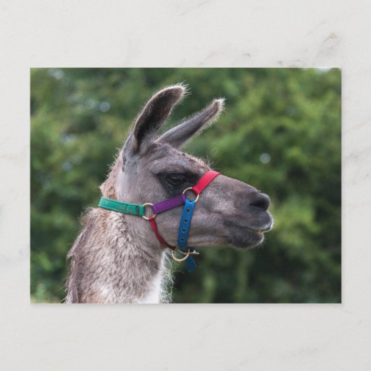 Llama Superiority Briefkaart (Voorkant)