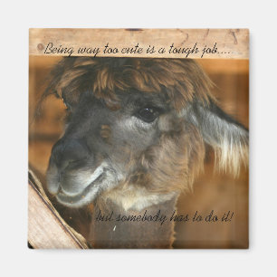 Llama too Cute Funny Animal Magnet Magneet