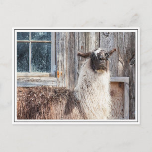 Llama voor een schuur briefkaart