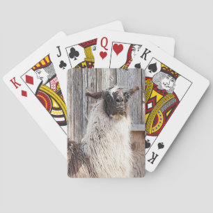 Llama voor een schuur speelkaarten
