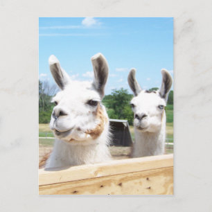 Llamas Briefkaart