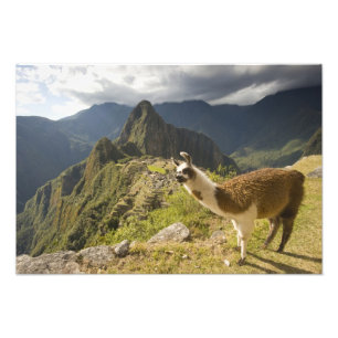 Llama's en een uitzicht op Machu Picchu, Foto Afdruk