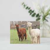 Llamas laineux ~ carte postale (Debout devant)