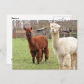 Llamas laineux ~ carte postale (Devant / Derrière)