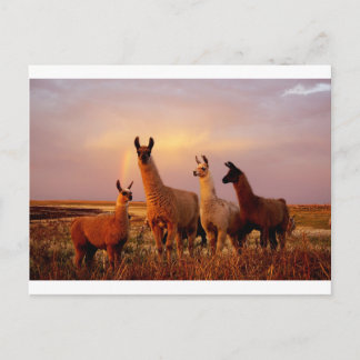 Llama's met een regenbooghemel briefkaart