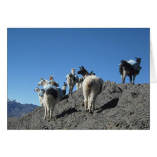 Llamas Pack Herd Bolivia Andes Mountain Note Kaart