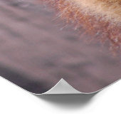 Llamas Poster (Hoek)