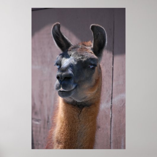 Llamas Poster (Voorkant)