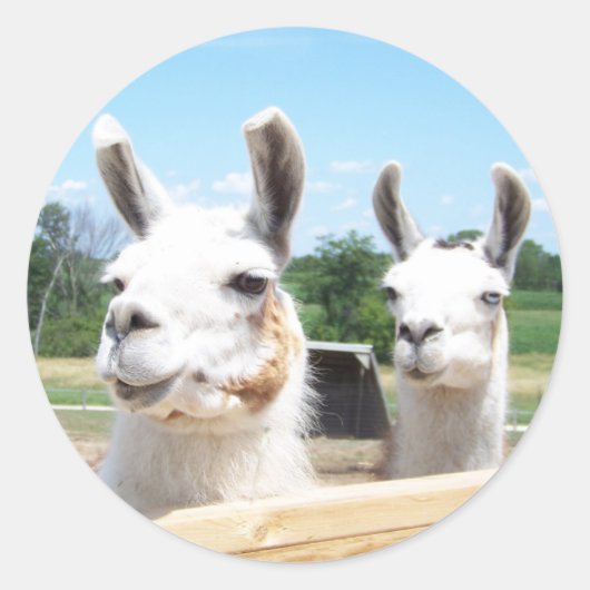 Llamas Sticker (Voorkant)