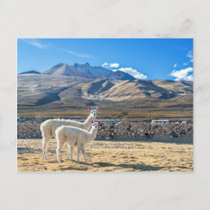 Llamitas en el Salar de Uyuni, Bolivia. Briefkaart