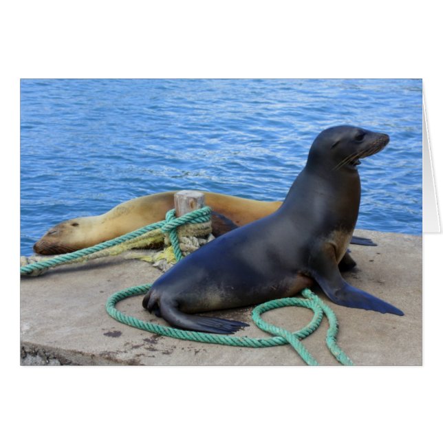 Lobos Marinos (Devant horizontal)