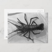 Lobster Black en White Photography Briefkaart (Voorkant / Achterkant)