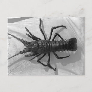 Lobster Black en White Photography Briefkaart