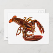 Lobster Briefkaart (Voorkant / Achterkant)