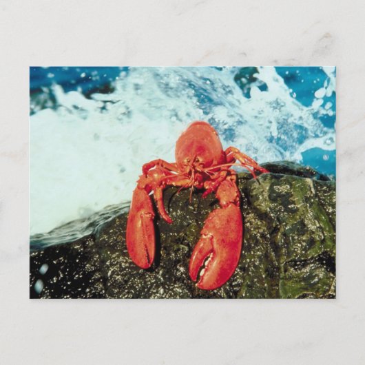 Lobster Briefkaart (Voorkant)
