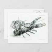 Lobster Briefkaart (Voorkant / Achterkant)