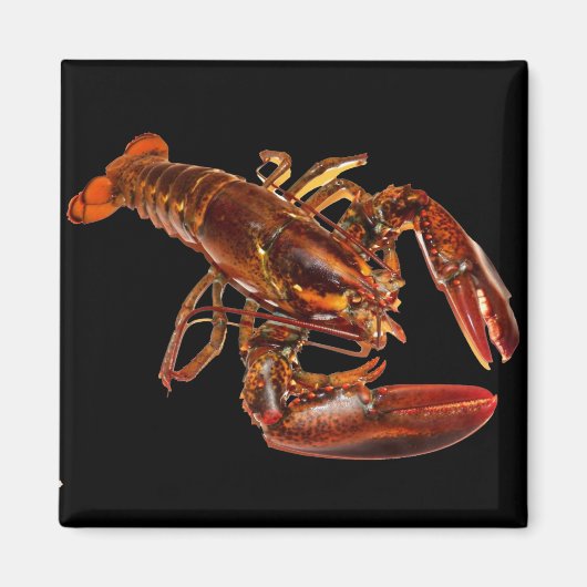 Lobster Magneet (Voorkant)