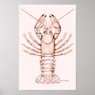 Lobster Poster ~ River Cray-Fish