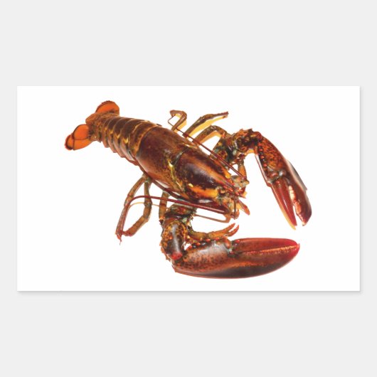 Lobster Rechthoekige Sticker (Voorkant)