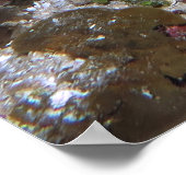 Lobster Stare Poster (Hoek)