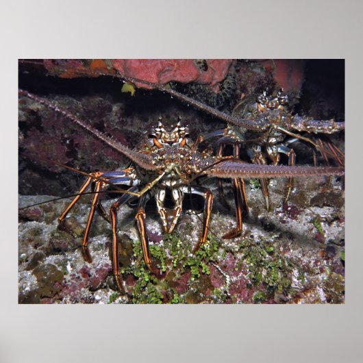 Lobster Stare Poster (Voorkant)