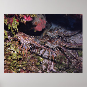 Lobster Trio Poster