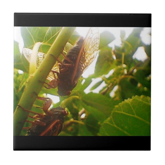 Locale country-tapesets tegeltje (Voorkant)