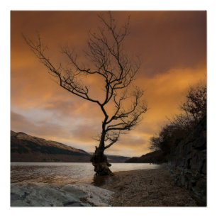 Loch Lomond Firkin Point Enkelvoudige Boom Zondag Perfect Poster