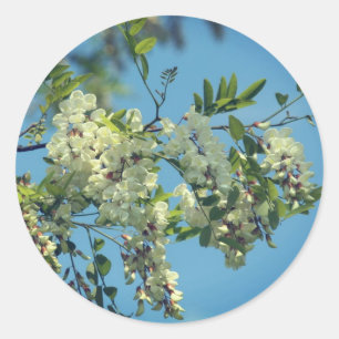 Locust Flower Blossom Ronde Sticker