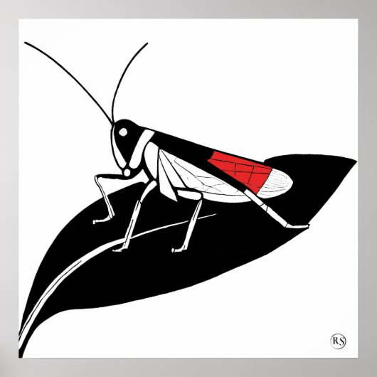 Locust op een blad - Archival Art Print (Voorkant)