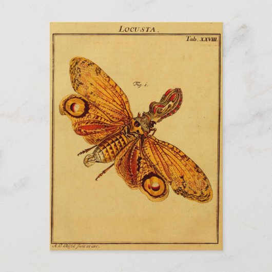 Locusta Briefkaart (Voorkant)