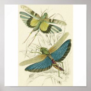 Locusta Cristata (onderaan), Locusta flava (bovena Poster