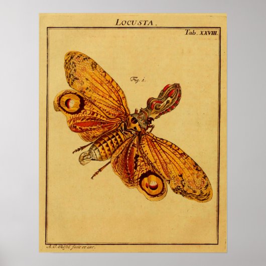 Locusta Poster (Voorkant)