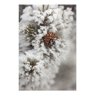 Lodgepole Pine cone in de winter in geelsteen Foto Afdruk