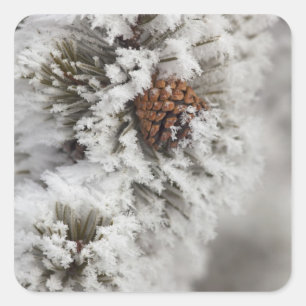 Lodgepole Pine cone in de winter in geelsteen Vierkante Sticker