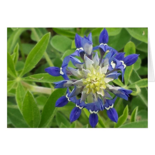 L'oeil du Texas (Devant horizontal)