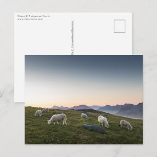 Lofoten Islands Sheep Landscape Foto Briefkaart