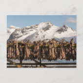 Lofoten Stockvis Briefkaart (Voorkant)