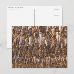 Lofoten Stockvis Briefkaart