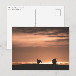 Lofoten Zonsondergang Schapen Briefkaart