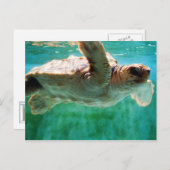 Loggerhead #1 Briefkaart (Voorkant / Achterkant)