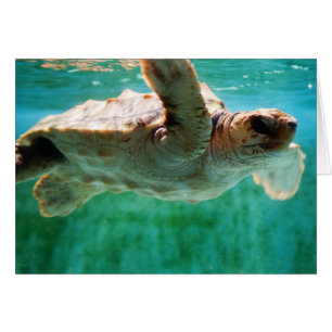 Loggerhead #1 Kaart