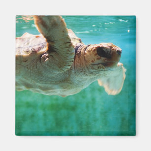 Loggerhead #1 Magnet Magneet