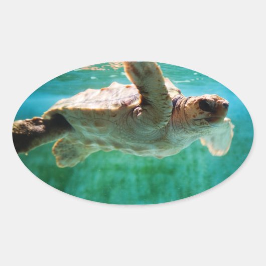 Loggerhead #1 Sticker (Voorkant)